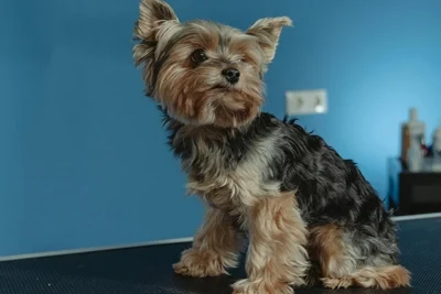 A qué edad se esteriliza un perro