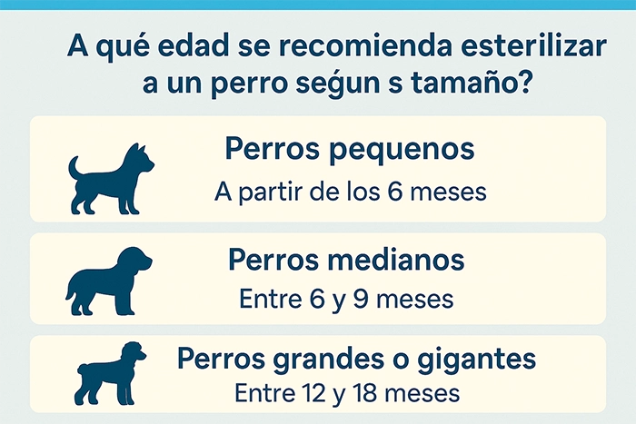 Infografía sobre la edad recomendada para esterilizar a un perro según su tamaño: pequeño, mediano y grande