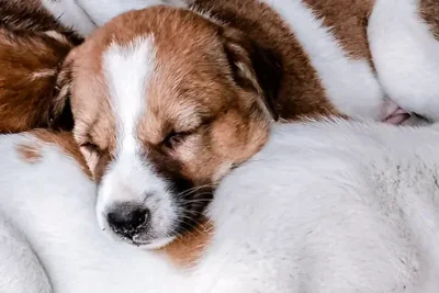 Parvovirus en perros