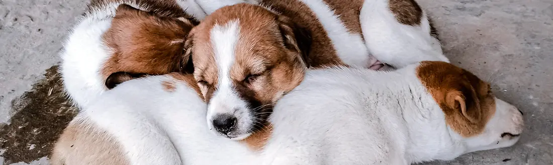 Parvovirus en perros