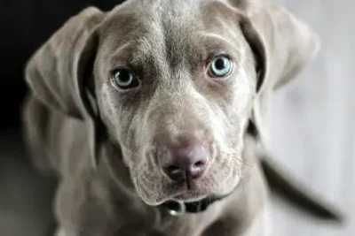 Enfermedades de perros en la piel