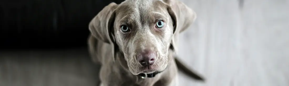 Enfermedades de perros en la piel