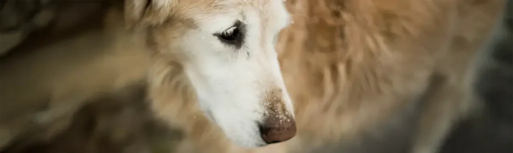 Enfermedades de perros en la piel