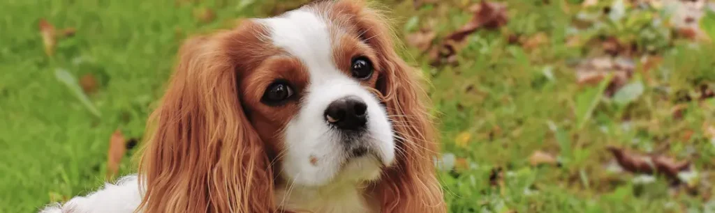 Síntomas de un perro enfermo del estómago