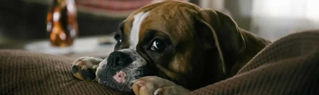 Síntomas de un perro enfermo del estómago