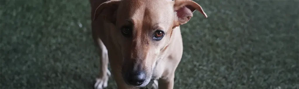 Como evitar la leishmaniosis en perros