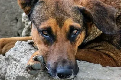 Como evitar la leishmaniosis en perros
