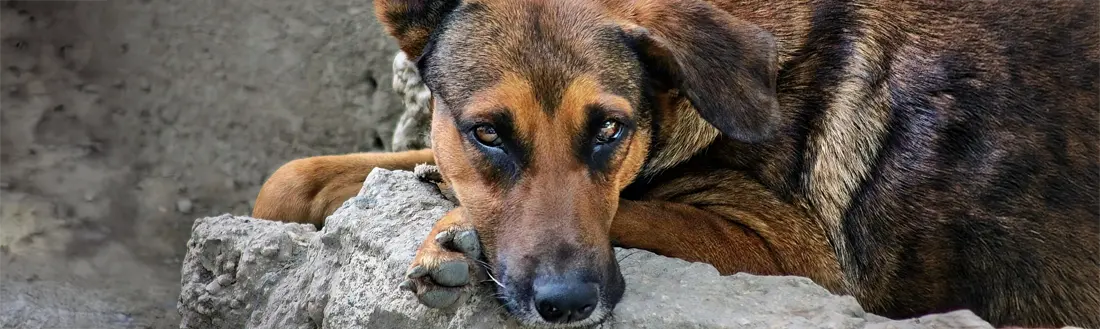Como evitar la leishmaniosis en perros
