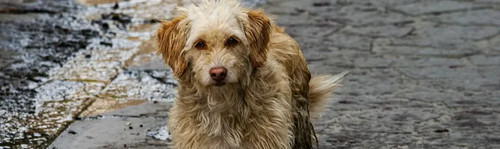 Es ecologico incinerar una mascota