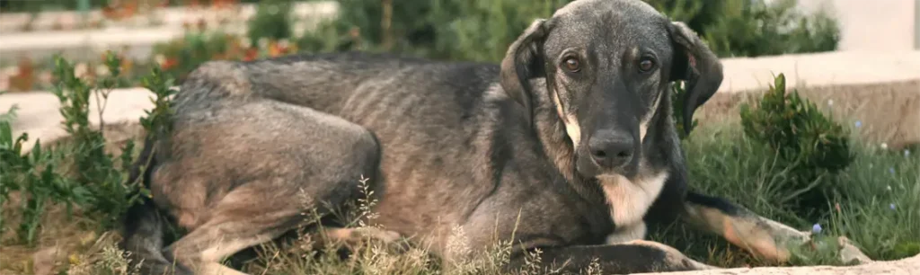 Es ecologico incinerar una mascota