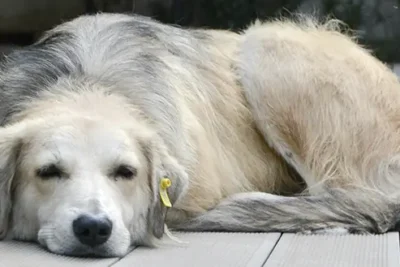Frases para despedir a un perro