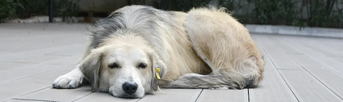 Frases para despedir a un perro