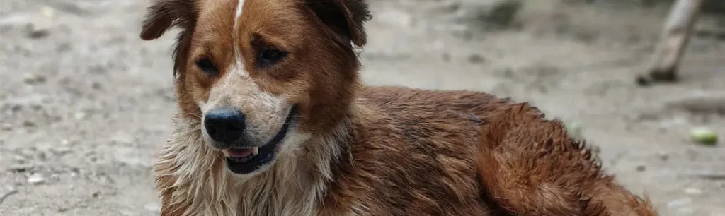 Frases para despedir a un perro